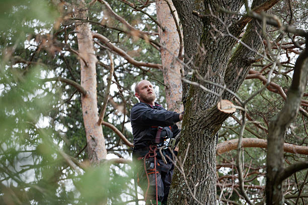 Tree and Shrub Care in Coldwater, OH